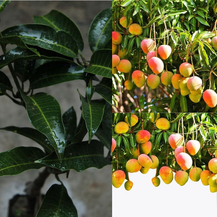 Alphonso mango tree plant grafted (1 healthy live plant) 