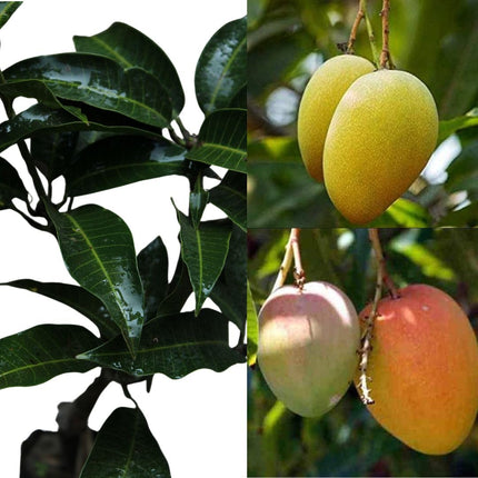 Alphonso mango tree plant grafted (1 healthy live plant) 