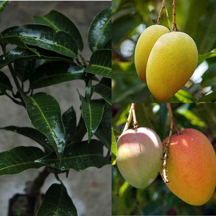 Alphonso mango tree plant grafted (1 healthy live plant) 