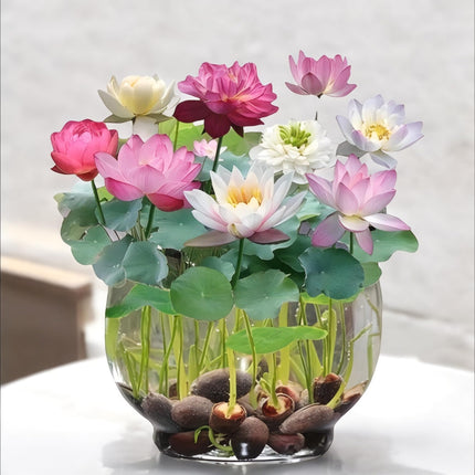 Amulya Farms Lotus Flower Seeds for Home Garden Pack of 20, 100% IMPORTED Japanese Mix Colour, Original Rainbow Seeds for Plant in Water, Summer Plants for Gardening | Live Indoor Plants 