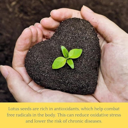 Amulya Farms Lotus Flower Seeds for Home Garden Pack of 20, 100% IMPORTED Japanese Mix Colour, Original Rainbow Seeds for Plant in Water, Summer Plants for Gardening | Live Indoor Plants 