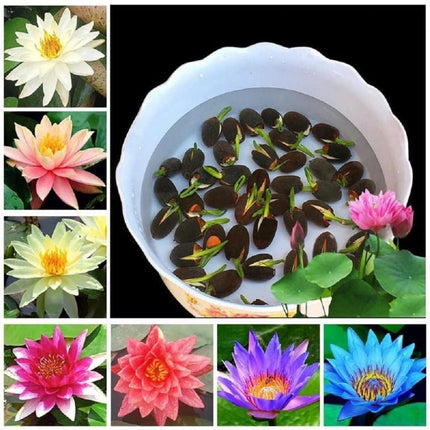 Amulya Farms Lotus Flower Seeds for Home Garden Pack of 20, 100% IMPORTED Japanese Mix Colour, Original Rainbow Seeds for Plant in Water, Summer Plants for Gardening | Live Indoor Plants 