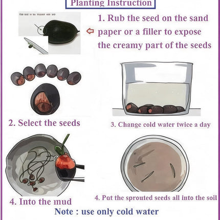 Amulya Farms Lotus Flower Seeds for Home Garden Pack of 20, 100% IMPORTED Japanese Mix Colour, Original Rainbow Seeds for Plant in Water, Summer Plants for Gardening | Live Indoor Plants 