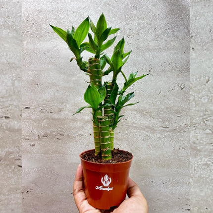 Amulya Farms Lucky Bamboo Lotus Bonsai Plant | Indoor Live Plants for Living Room, Home, Office, Table, Kitchen & Desk Decor | Feng Shui Plant | Gift a Plant | with POT 