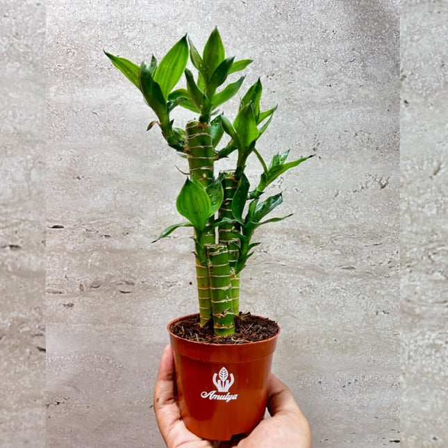 Amulya Farms Lucky Bamboo Lotus Bonsai Plant | Indoor Live Plants for Living Room, Home, Office, Table, Kitchen & Desk Decor | Feng Shui Plant | Gift a Plant | with POT 