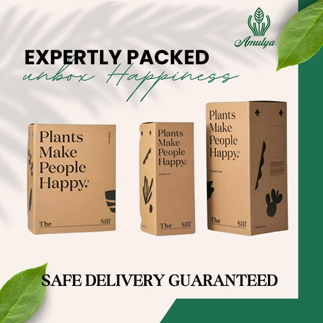 Amulya Farms Lucky Bamboo Lotus Bonsai Plant | Indoor Live Plants for Living Room, Home, Office, Table, Kitchen & Desk Decor | Feng Shui Plant | Gift a Plant | with POT 