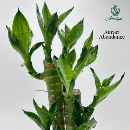 Amulya Farms Lucky Bamboo Lotus Bonsai Plant | Indoor Live Plants for Living Room, Home, Office, Table, Kitchen & Desk Decor | Feng Shui Plant | Gift a Plant | with POT 