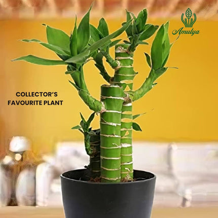 Amulya Farms Lucky Bamboo Lotus Bonsai Plant | Indoor Live Plants for Living Room, Home, Office, Table, Kitchen & Desk Decor | Feng Shui Plant | Gift a Plant | with POT 