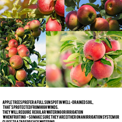 Apple plant for hot climate 4 to 5 feet (Plant height) Pack of 1 Live plant 