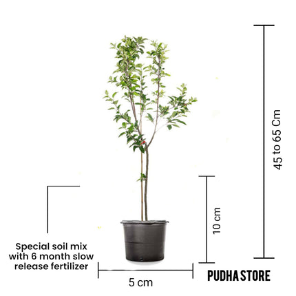 Apple plant for hot climate 4 to 5 feet (Plant height) Pack of 1 Live plant 