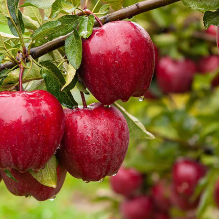 Apple plant for hot climate 4 to 5 feet (Plant height) Pack of 1 Live plant 