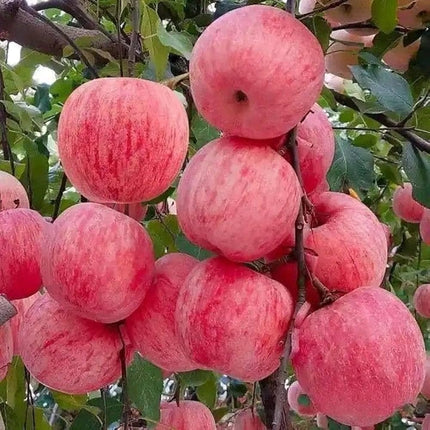 Apple tree live plant hybrid, Apple live plant hybrid grafted Pack of 1 apple plant 