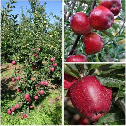 Apple tree live plant hybrid, Apple live plant hybrid grafted Pack of 1 apple plant 