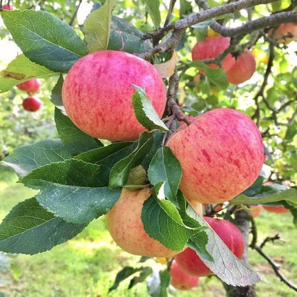 Apple tree live plant hybrid, Apple live plant hybrid grafted Pack of 1 apple plant 