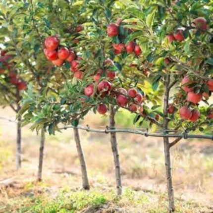 Apple tree live plant hybrid, Apple live plant hybrid grafted Pack of 1 apple plant 