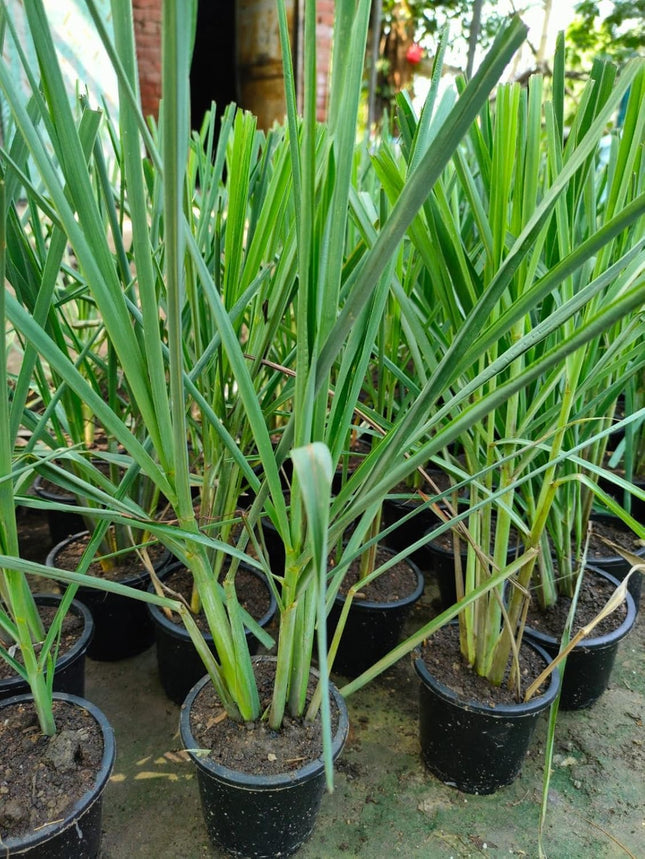 Bigreen Lemongrass Medicinal Live Plant with Pot | Fresh Aromatic Herb for Wellness & Home Garden | Natural Air Purifier & Culinary Herb - Pack of 1 
