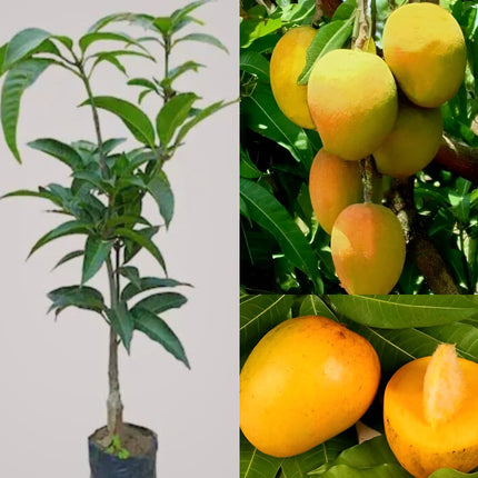 CPEYARE "Bonsai Alphonso Mango Live Tree 1.5-2 ft Tall | GRAFTED | Fast Fruiting in 2-3 Years | All-Time Selling Mango Plant" 