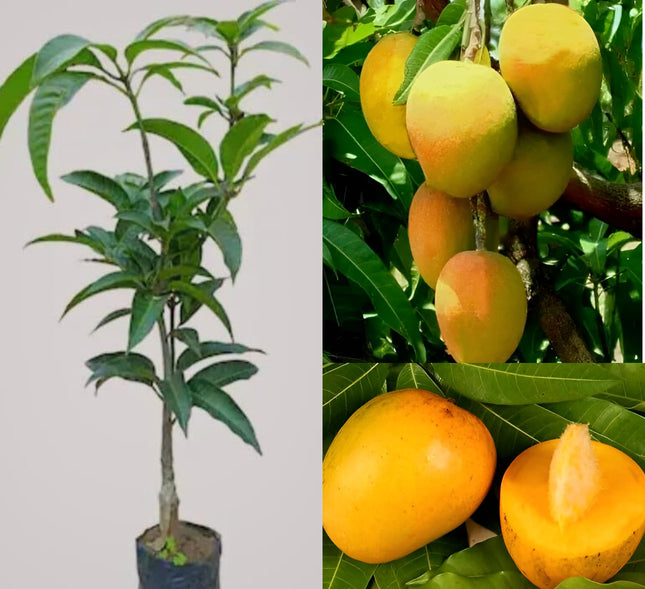 CPEYARE "Bonsai Alphonso Mango Live Tree 1.5-2 ft Tall | GRAFTED | Fast Fruiting in 2-3 Years | All-Time Selling Mango Plant" 