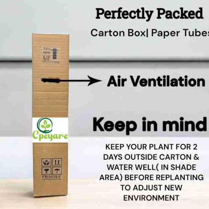 CPEYARE "Bonsai Alphonso Mango Live Tree 1.5-2 ft Tall | GRAFTED | Fast Fruiting in 2-3 Years | All-Time Selling Mango Plant" 