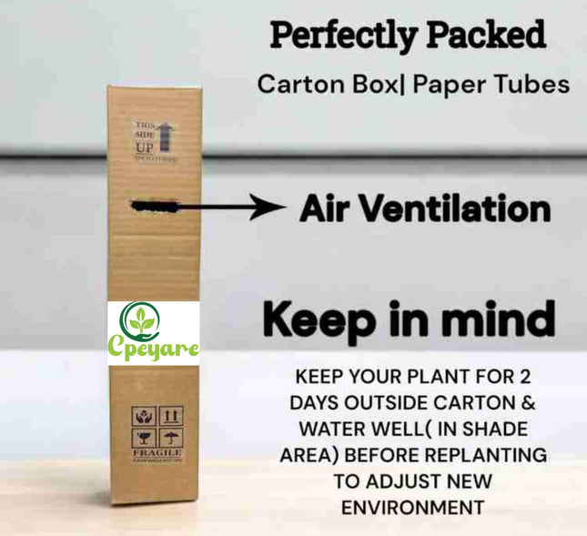 CPEYARE "Bonsai Alphonso Mango Live Tree 1.5-2 ft Tall | GRAFTED | Fast Fruiting in 2-3 Years | All-Time Selling Mango Plant" 