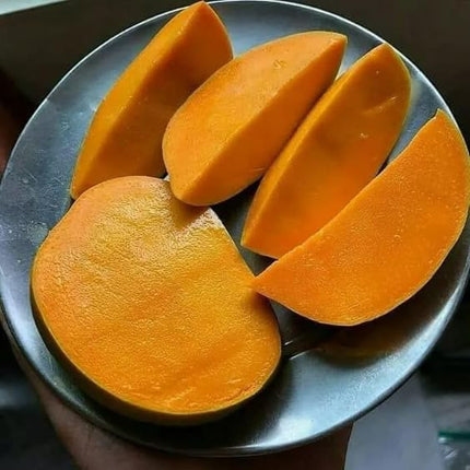 CPEYARE "Bonsai Alphonso Mango Live Tree 1.5-2 ft Tall | GRAFTED | Fast Fruiting in 2-3 Years | All-Time Selling Mango Plant" 