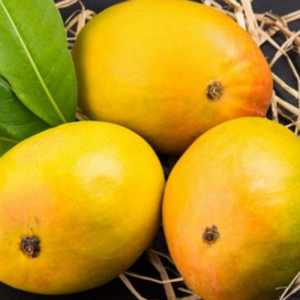 CPEYARE "Bonsai Alphonso Mango Live Tree 1.5-2 ft Tall | GRAFTED | Fast Fruiting in 2-3 Years | All-Time Selling Mango Plant" 