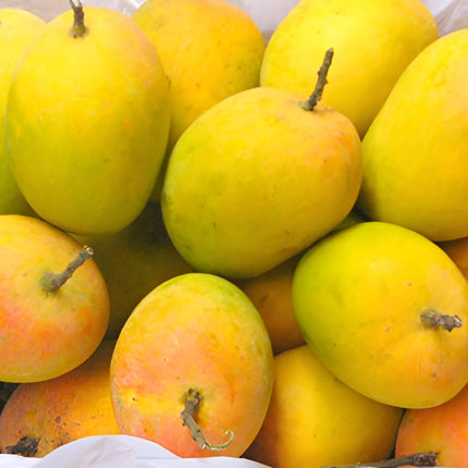 CPEYARE "Bonsai Alphonso Mango Live Tree 1.5-2 ft Tall | GRAFTED | Fast Fruiting in 2-3 Years | All-Time Selling Mango Plant" 