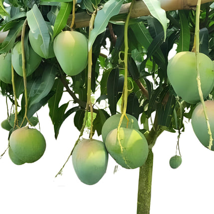 CPEYARE "Bonsai Alphonso Mango Live Tree 1.5-2 ft Tall | GRAFTED | Fast Fruiting in 2-3 Years | All-Time Selling Mango Plant" 