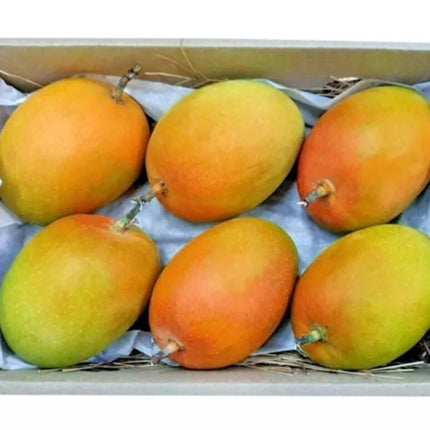CPEYARE "Bonsai Alphonso Mango Live Tree 1.5-2 ft Tall | GRAFTED | Fast Fruiting in 2-3 Years | All-Time Selling Mango Plant" 
