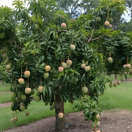 CPEYARE "Bonsai Alphonso Mango Live Tree 1.5-2 ft Tall | GRAFTED | Fast Fruiting in 2-3 Years | All-Time Selling Mango Plant" 