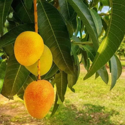 CPEYARE "Bonsai Alphonso Mango Live Tree 1.5-2 ft Tall | GRAFTED | Fast Fruiting in 2-3 Years | All-Time Selling Mango Plant" 
