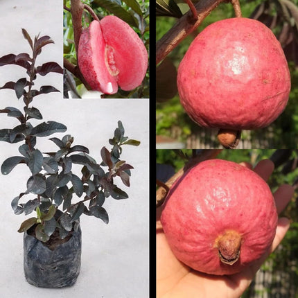 CPEYARE Japanese Red Guava Tree - Live Plant (1-2 ft) | Fruits in 2-3 Years | Delicious & Exotic Guava 