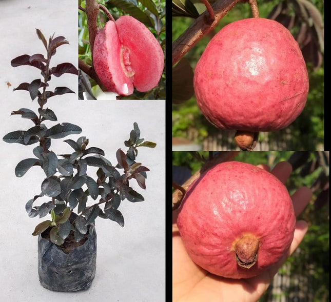 CPEYARE Japanese Red Guava Tree - Live Plant (1-2 ft) | Fruits in 2-3 Years | Delicious & Exotic Guava 