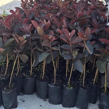 CPEYARE Japanese Red Guava Tree - Live Plant (1-2 ft) | Fruits in 2-3 Years | Delicious & Exotic Guava 