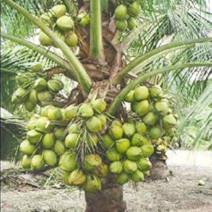 Charming Gronhus High Yield Hybrid Rare Coconut Live Plant - Qualitative Hybrid Live Plant Kerala Coconut Tree Plant (Dwarf Coconut Plant) With Black Plastic Pot 