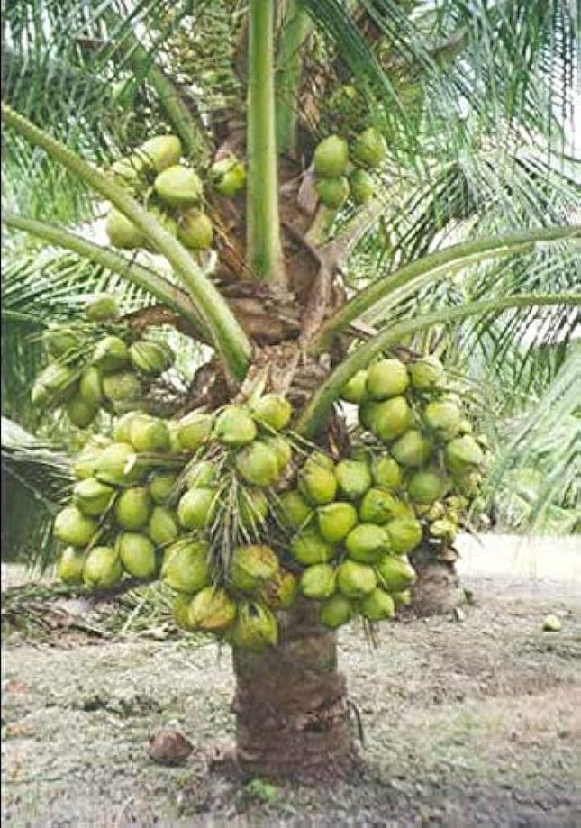 Charming Gronhus High Yield Hybrid Rare Coconut Live Plant - Qualitative Hybrid Live Plant Kerala Coconut Tree Plant (Dwarf Coconut Plant) With Black Plastic Pot 
