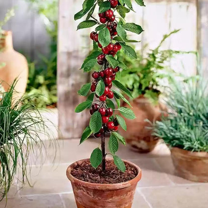 Cherry Tree Plant, Indoor/Outdoor, Live Tree for Home, Office or Garden, Pack of 1 