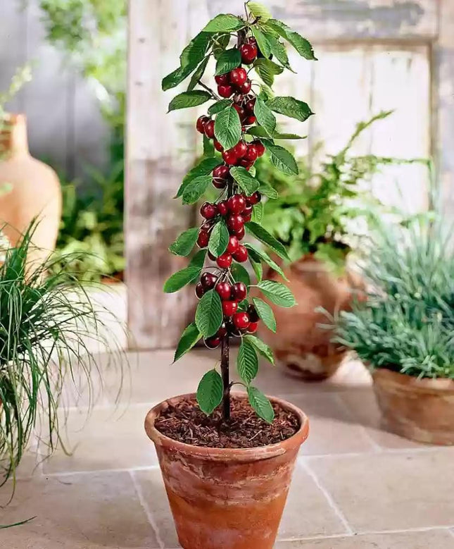 Cherry Tree Plant, Indoor/Outdoor, Live Tree for Home, Office or Garden, Pack of 1 