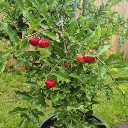 Cherry Tree Plant, Indoor/Outdoor, Live Tree for Home, Office or Garden, Pack of 1 