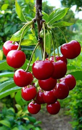 Cherry Tree Plant, Indoor/Outdoor, Live Tree for Home, Office or Garden, Pack of 1 