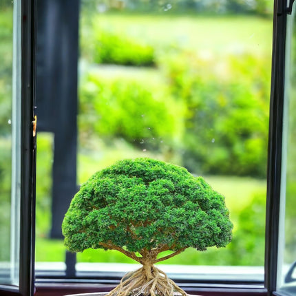 Chinese banyan tree bonsai live plant, Kamini bonsai Oxygen Live Plant For Indoor Home Dacoration With Pot (Pack of 1) 