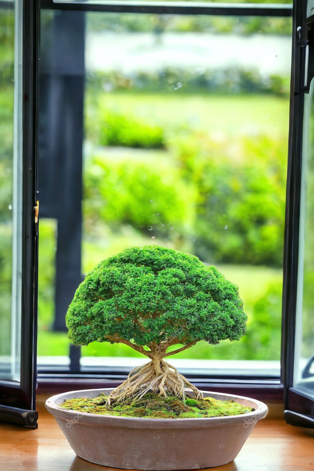 Chinese banyan tree bonsai live plant, Kamini bonsai Oxygen Live Plant For Indoor Home Dacoration With Pot (Pack of 1) 