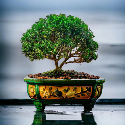 Chinese banyan tree bonsai live plant, Kamini bonsai Oxygen Live Plant For Indoor Home Dacoration With Pot (Pack of 1) 