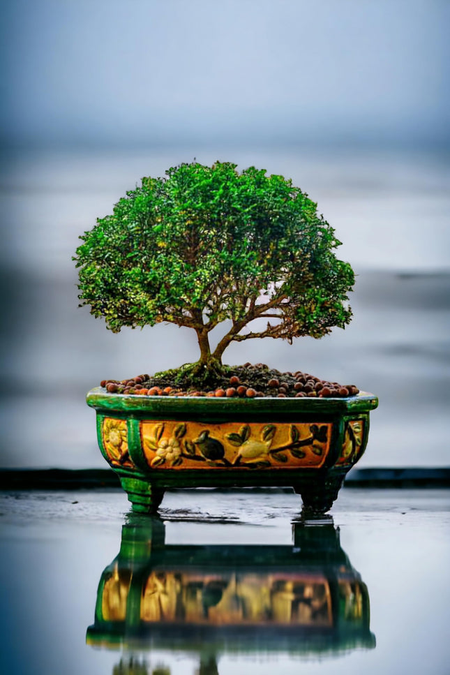Chinese banyan tree bonsai live plant, Kamini bonsai Oxygen Live Plant For Indoor Home Dacoration With Pot (Pack of 1) 