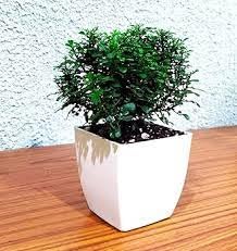 Chinese banyan tree bonsai live plant, Kamini bonsai Oxygen Live Plant For Indoor Home Dacoration With Pot (Pack of 1) 