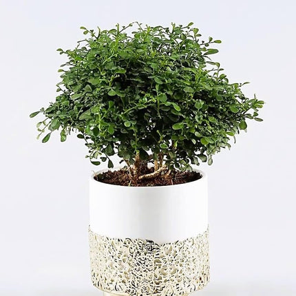 Chinese banyan tree bonsai live plant, Kamini bonsai Oxygen Live Plant For Indoor Home Dacoration With Pot (Pack of 1) 
