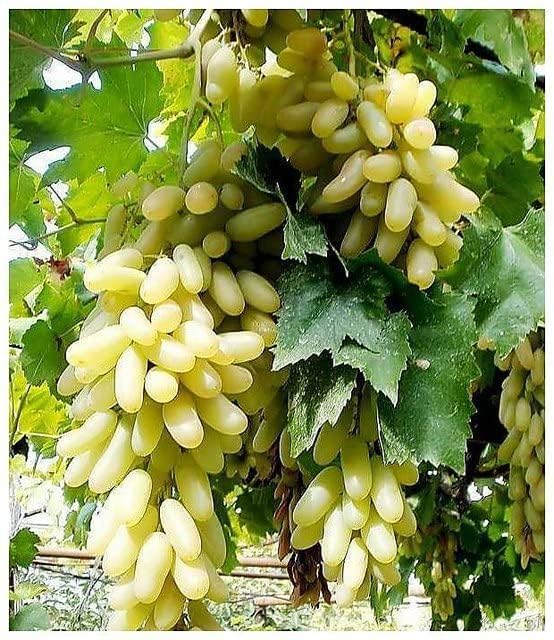 Cloud Farm GREEN GRAPE PLANT (PACK OF 1) GRAFTED - Fruit Tree - Live Outdoor Garden Plant,CF_T108 