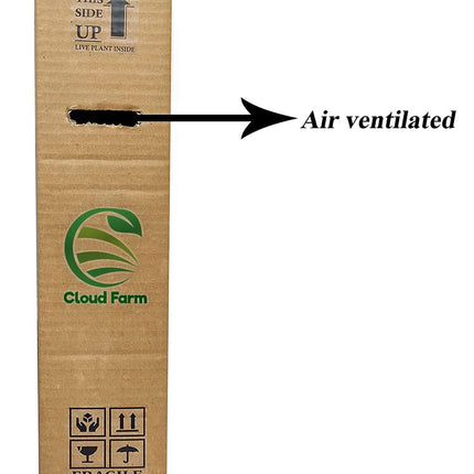 Cloud Farm GREEN GRAPE PLANT (PACK OF 1) GRAFTED - Fruit Tree - Live Outdoor Garden Plant,CF_T108 