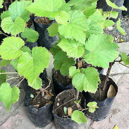 Cloud Farm GREEN GRAPE PLANT (PACK OF 1) GRAFTED - Fruit Tree - Live Outdoor Garden Plant,CF_T108 