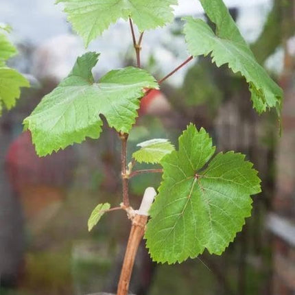 Cloud Farm GREEN GRAPE PLANT (PACK OF 1) GRAFTED - Fruit Tree - Live Outdoor Garden Plant,CF_T108 